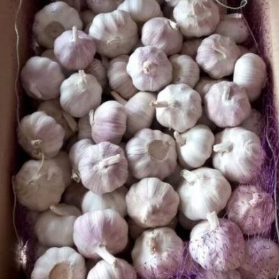 purple skin garlic